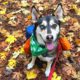 The Best Hiking and Backpacking Gear for Dogs, According to Juno