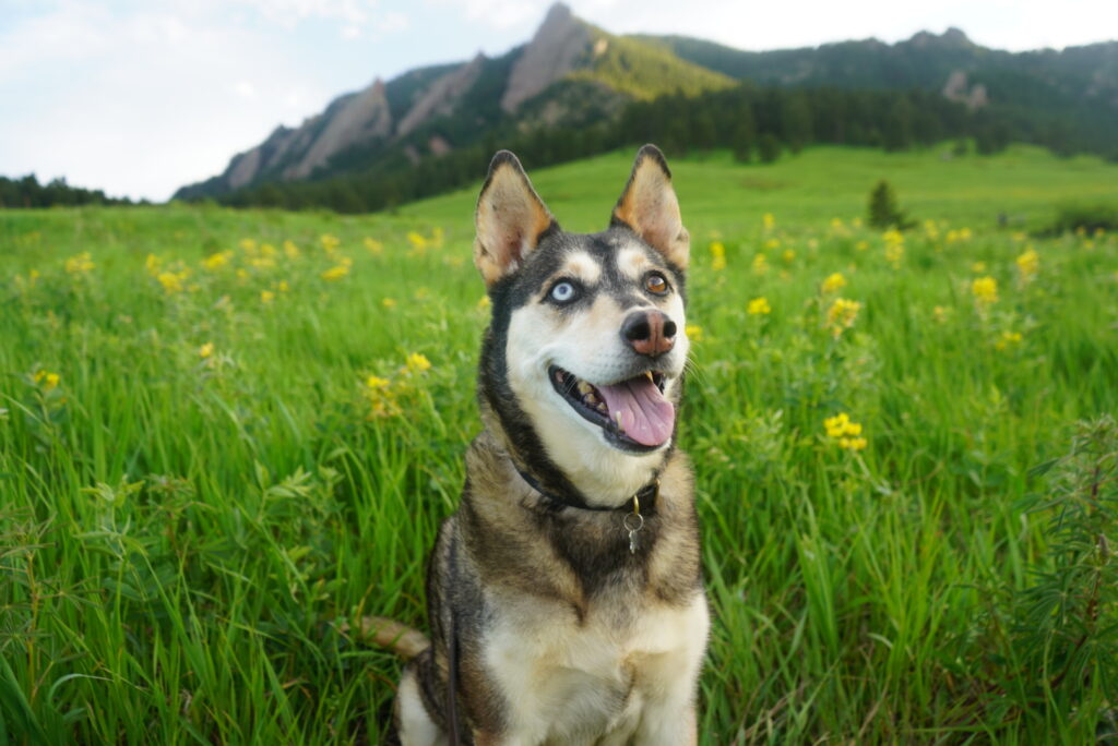 11 Stunning DogFriendly Hikes in Boulder County » Bonjour Becky