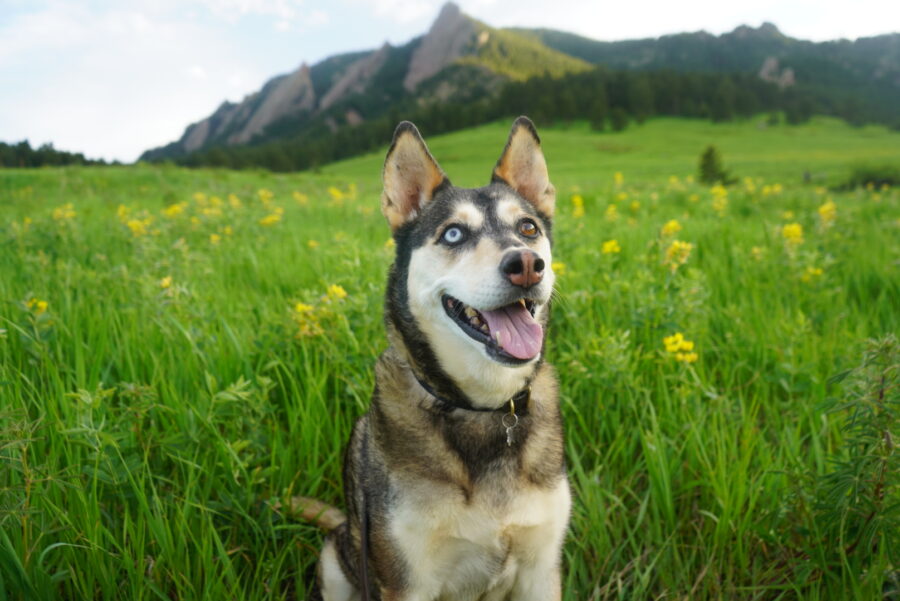11 Stunning Dog-Friendly Hikes in Boulder County