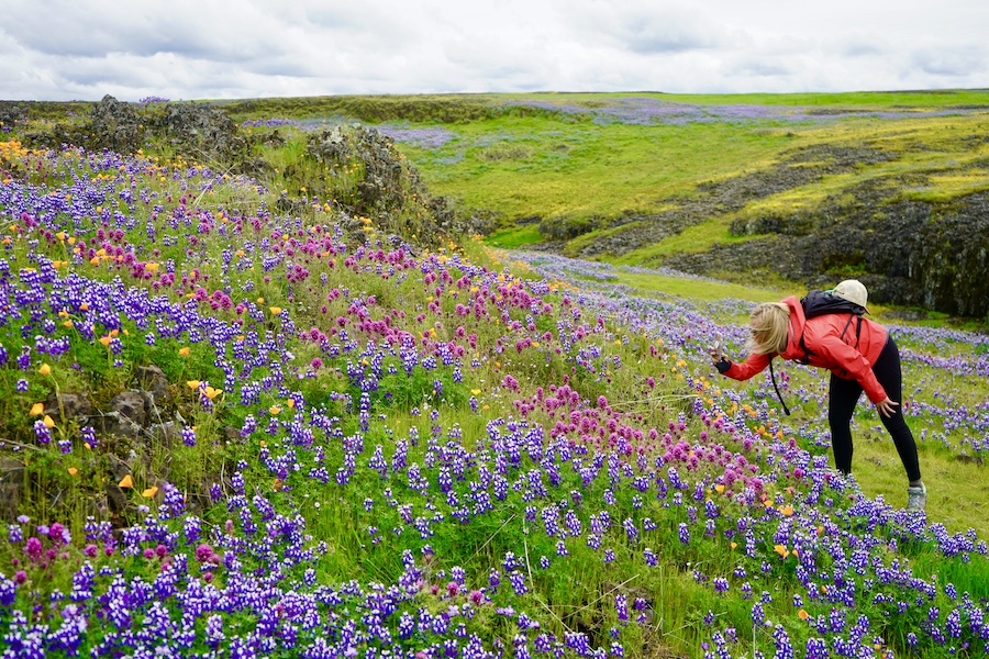 Alizé admiring the wildflowers at Phantom Falls, one of California's best spring wildflower hikes.