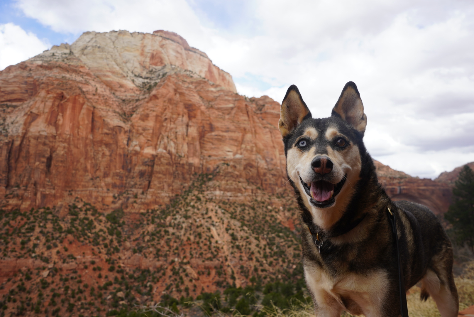 are dogs allowed in zion park