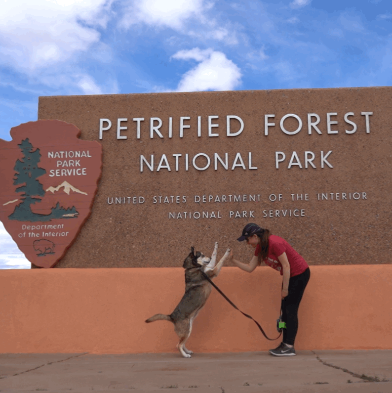Dogs like Juno are welcome at Petrified Forest National Park 