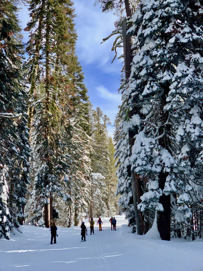 Snowshoeing through the trees to Dewey Point in Yosemite National Park 