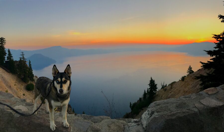 Visiting Crater Lake National Park with Dogs | Dog-Friendly Guide to Crater Lake