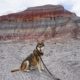 Petrified Forest Is the Most Dog-Friendly National Park