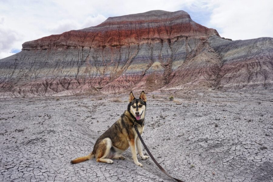 Petrified Forest Is the Most Dog-Friendly National Park