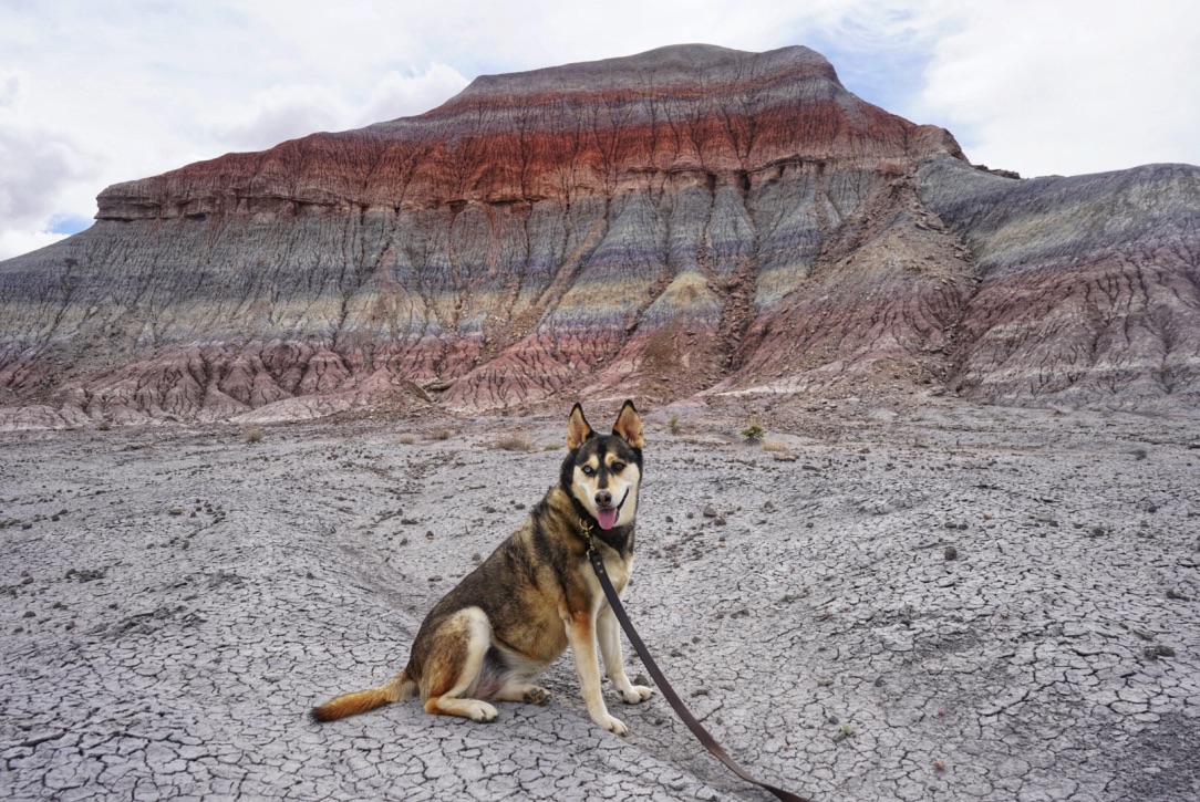 are dogs allowed in petrified forest