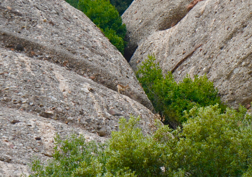 Mountain goats at Montserrat 