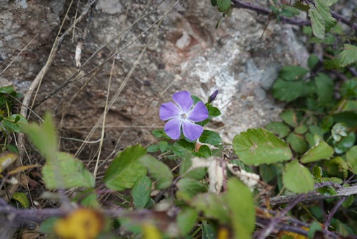 Flowers at Montserrat 