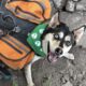 The Best Dog Backpack & Tips for Backpacking with Dogs