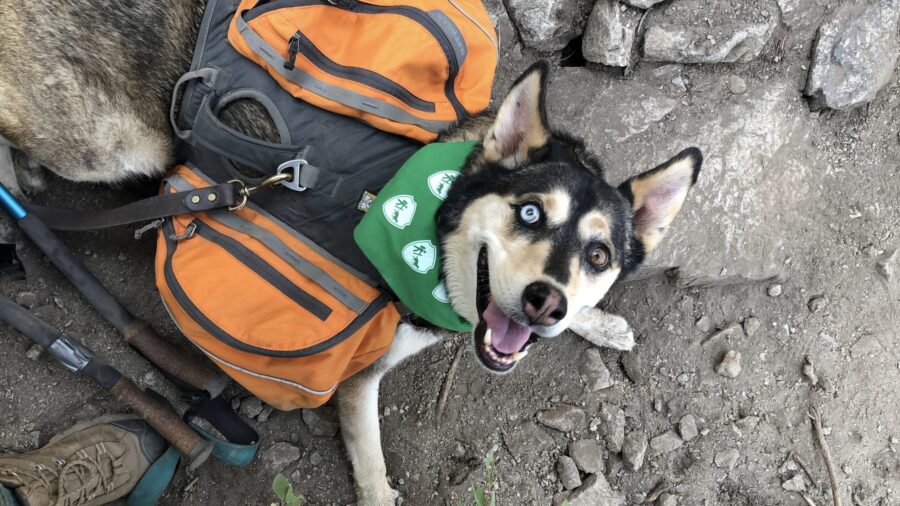 backpacking with dogs, dog in a backpack